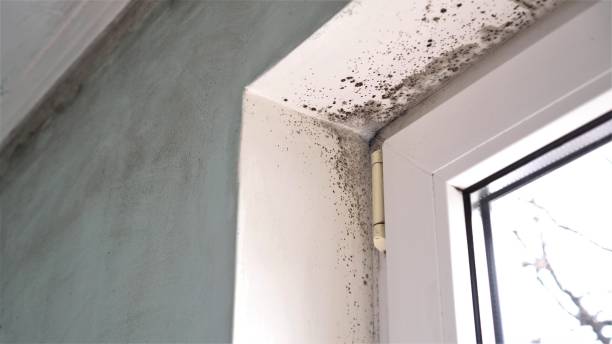 Best DIY Mold Remediation Support Services in Winfield, WV
