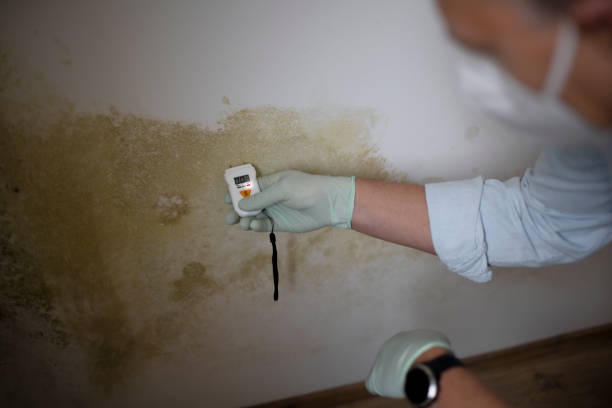 Best Mold Remediation for Specific Building Types in Winfield, WV