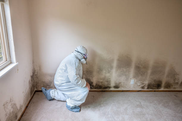 Best Attic Mold Remediation in Winfield, WV