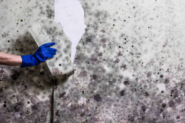 Best Emergency Mold Remediation in Winfield, WV